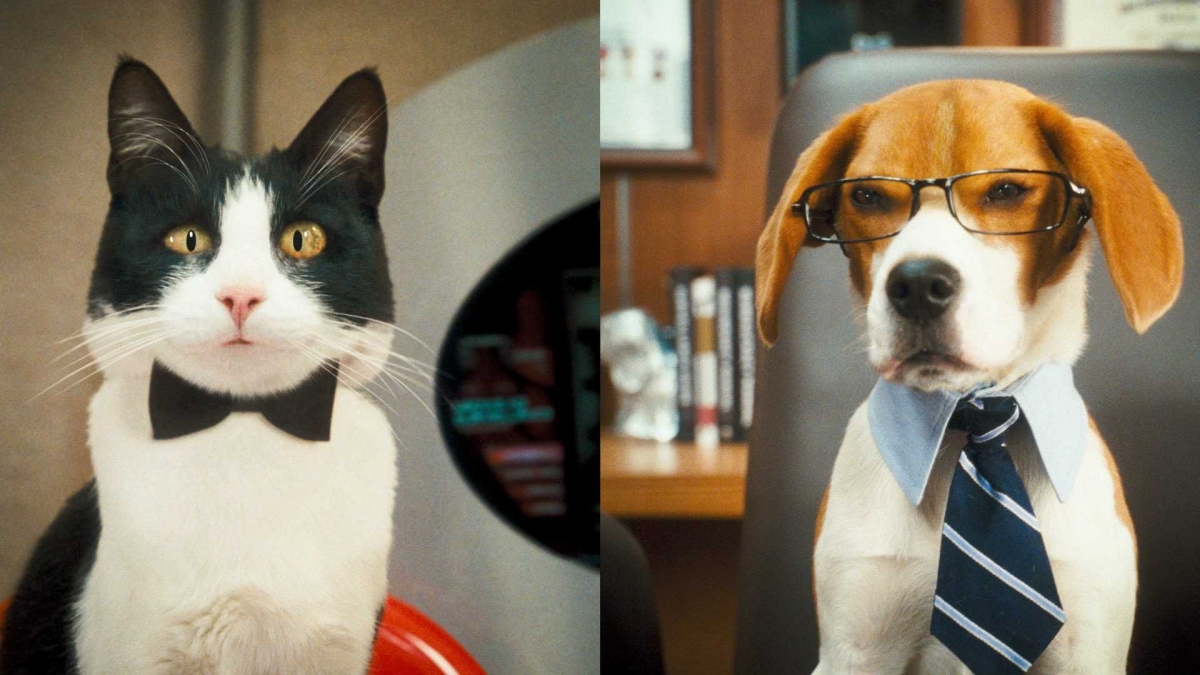 Кадры из Кошки против собак: Месть Китти Галор (2010)