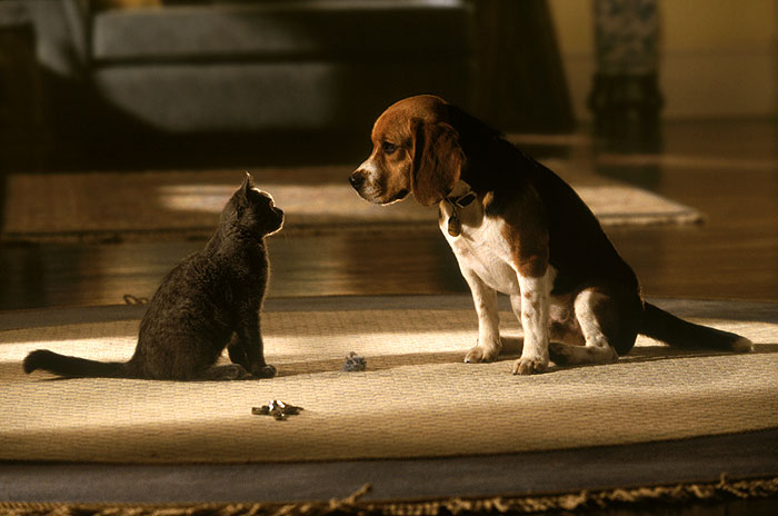 Кадры из Кошки против собак (2001)
