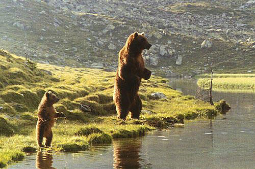 Кадры из Медведь (1988)