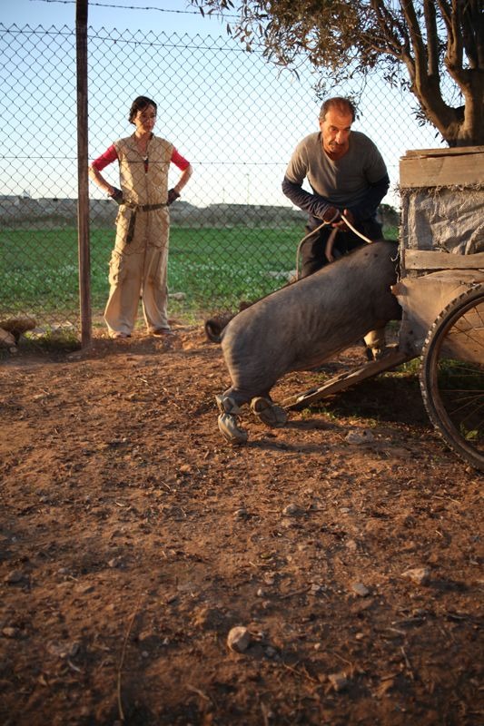Кадры из Перелетные свиньи (2011)