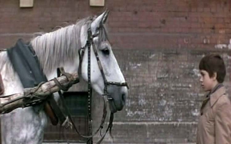 Кадры из Самый красивый конь (1977)