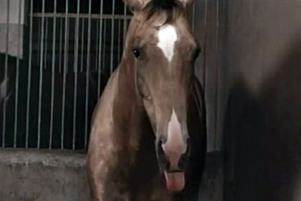 Кадры из Самый красивый конь (1977)