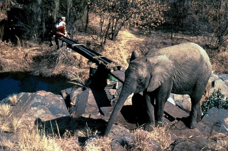 Кадры из Невероятные приключения янки в Африке (1993)