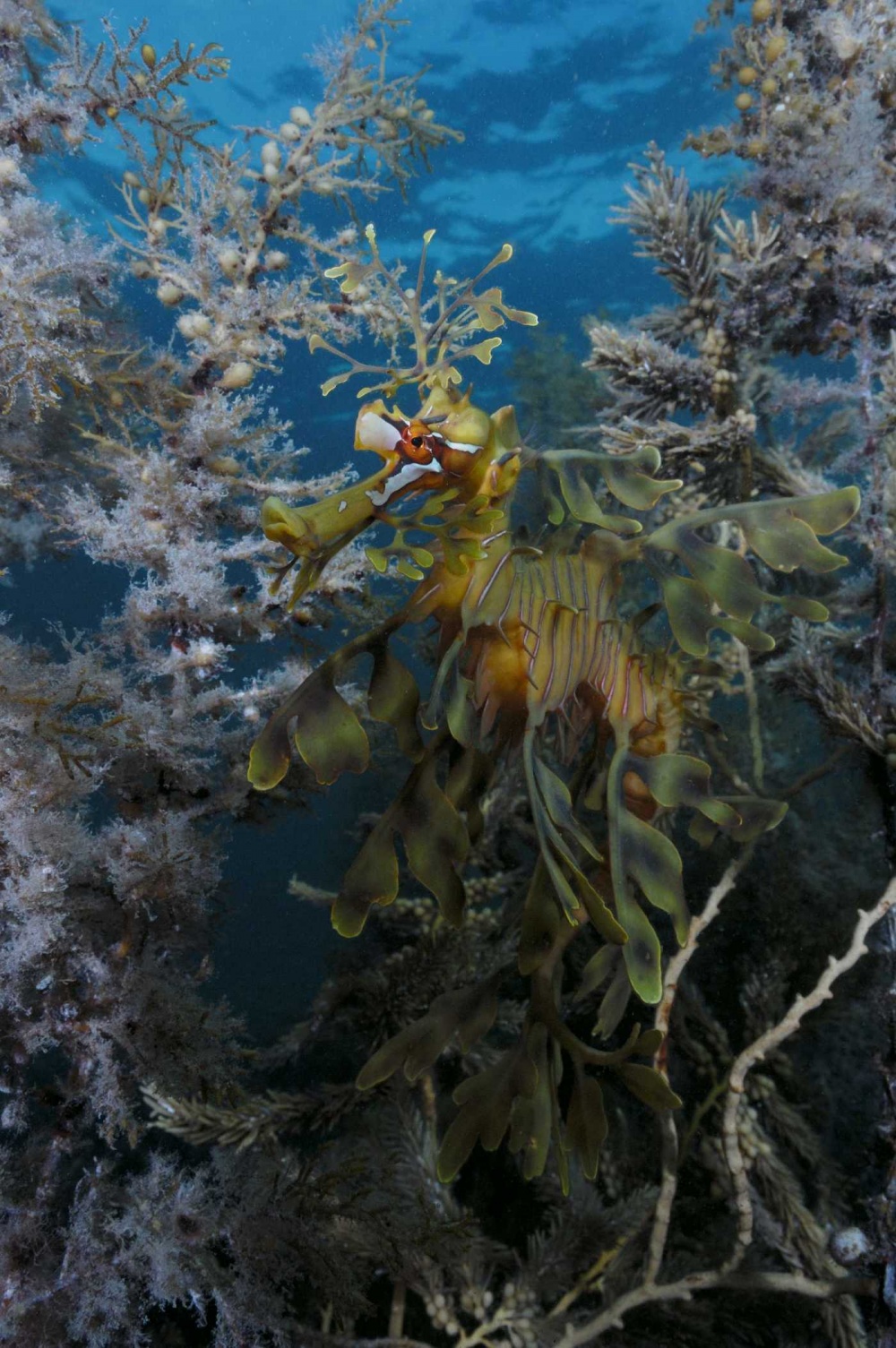 Кадры из На глубине морской 3D (2009)