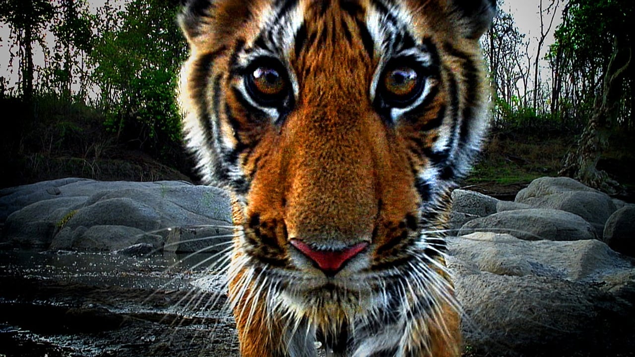 Кадры из BBC: Тигр — Шпион джунглей (2008)