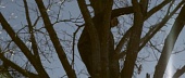 Домик на дереве (2014)