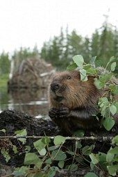 Приключения бобрёнка (2008)