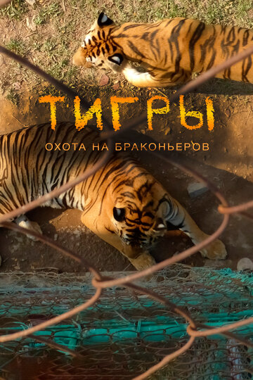 Смотреть Тигры: Охота на браконьеров онлайн в HD качестве 720p