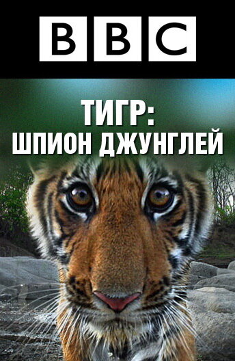 Смотреть BBC: Тигр — Шпион джунглей онлайн в HD качестве 720p