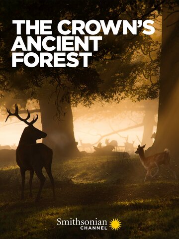 Смотреть Королевский лес онлайн в HD качестве 720p