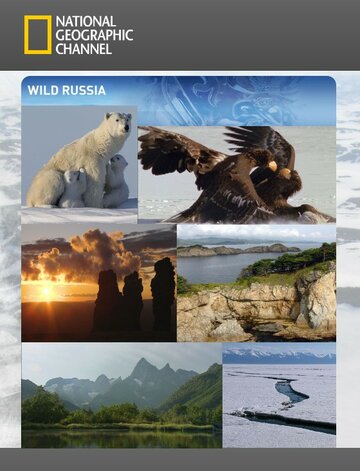 Смотреть Дикая природа России онлайн в HD качестве 720p