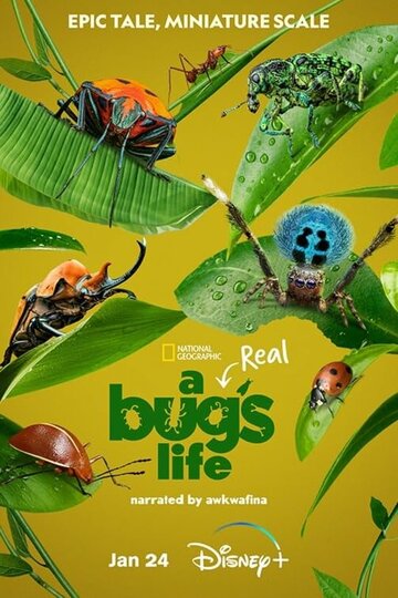 Смотреть Настоящая жизнь жука онлайн в HD качестве 720p
