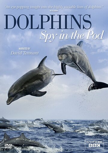 Постер Смотреть фильм Дельфины скрытой камерой 2014 онлайн бесплатно в хорошем качестве