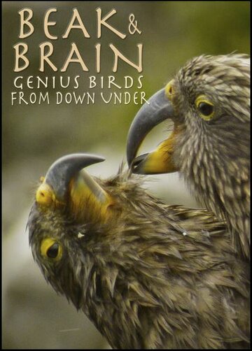 Смотреть Клюв и мозг. Гениальные птицы онлайн в HD качестве 720p