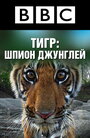 Смотреть BBC: Тигр — Шпион джунглей онлайн в HD качестве 