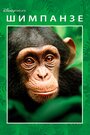Смотреть Шимпанзе онлайн в HD качестве 